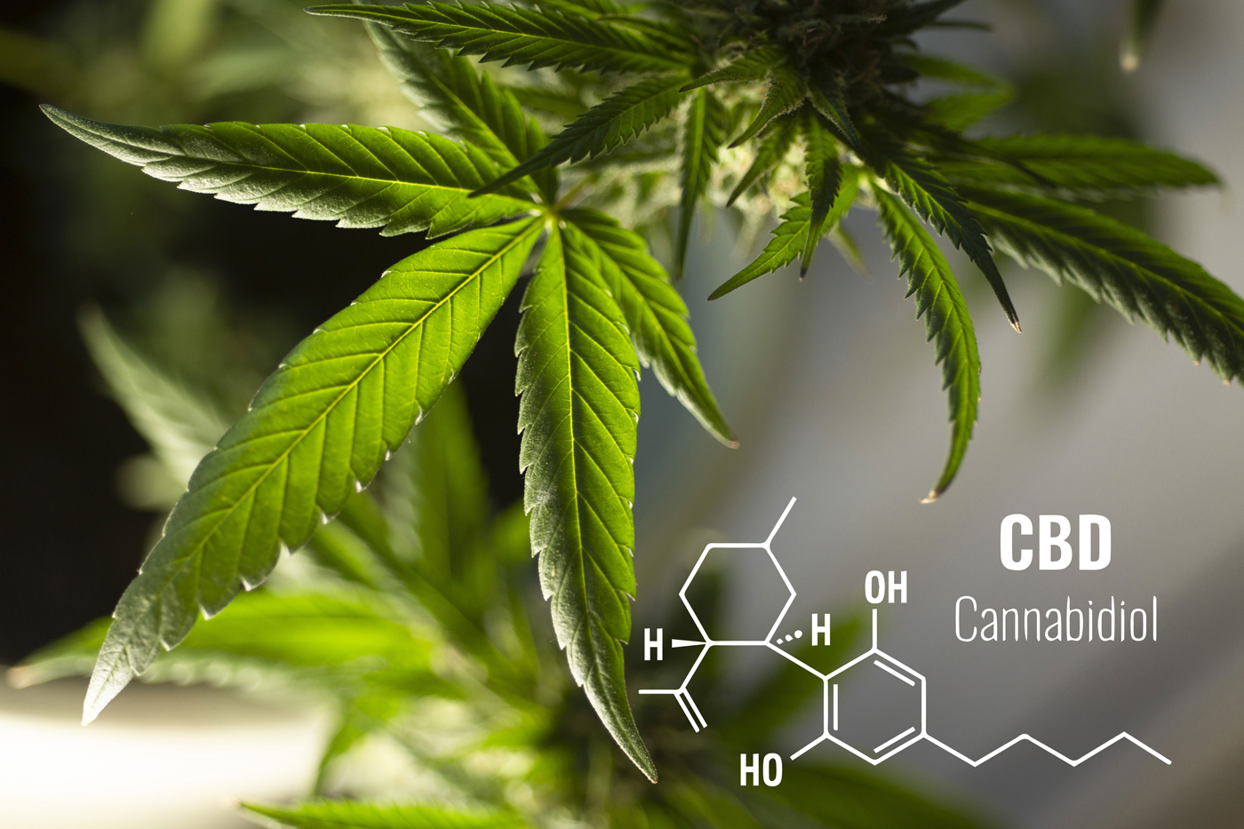 CBD (Cannabidiol) Ratgeber