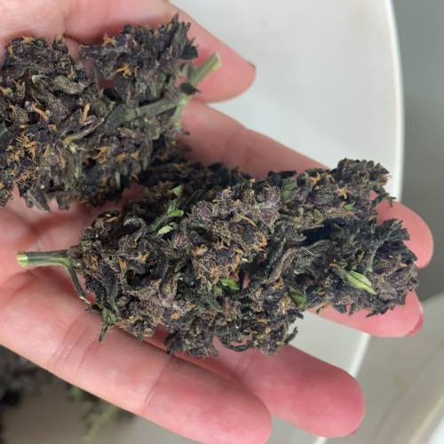 28% CBD Blüte Purple Berry