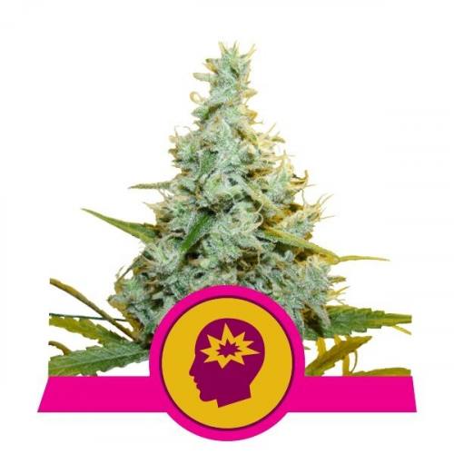 AMG - Amnesia Mac Ganja feminisiert Royal Queen Seeds