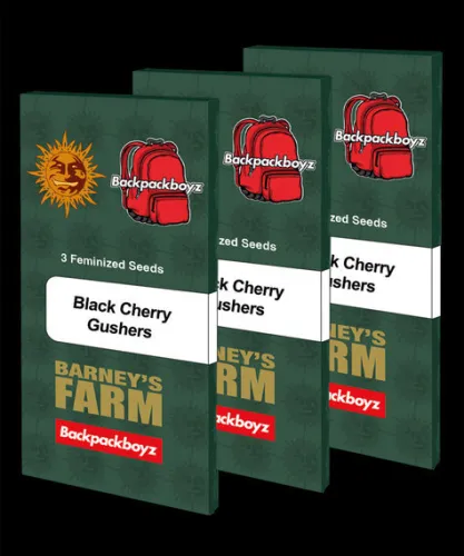 Black Cherry Gushers Samen 3 Stück
