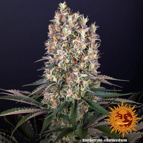 Blueberry OG Samen  3. Stück Barneys Farm