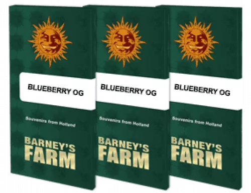 Blueberry OG Samen  3. Stück Barneys Farm