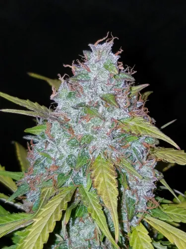 Californian Snow Auto 5 Samen Fast buds 42
