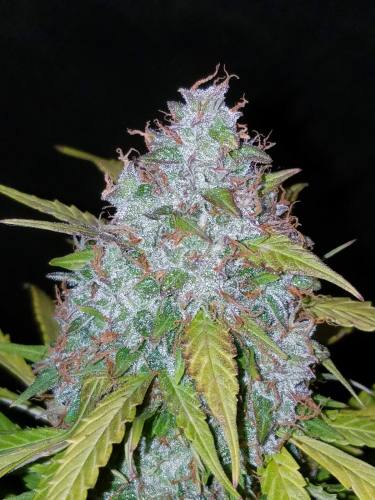 Californian Snow Auto 3 Samen Fast buds 42