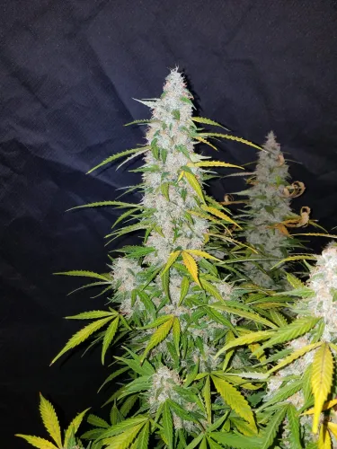 Californian Snow Auto 5 Samen Fast buds 42