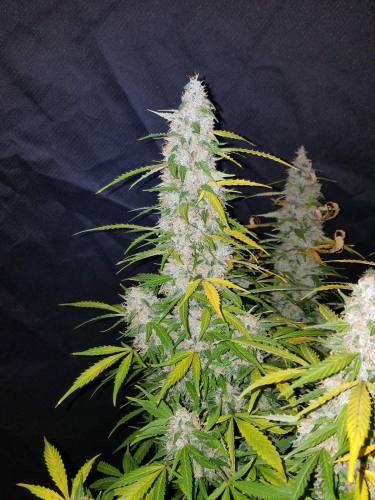 Californian Snow Auto 3 Samen Fast buds 42