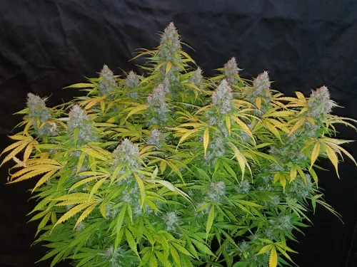 Californian Snow Auto 5 Samen Fast buds 42