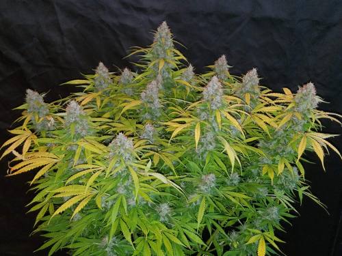 Californian Snow Auto 3 Samen Fast buds 42