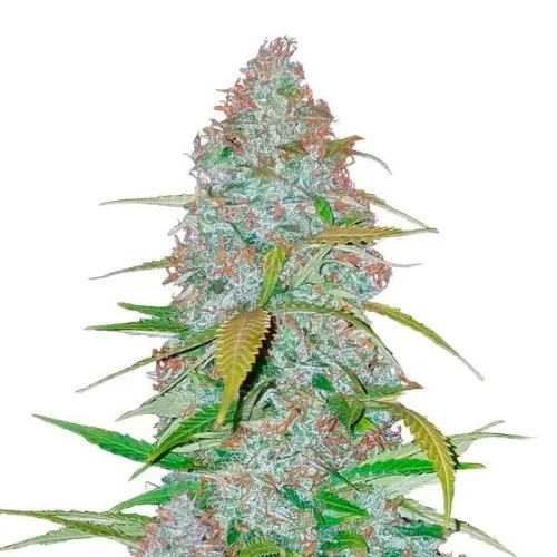 Californian Snow Auto 5 Samen Fast buds 42