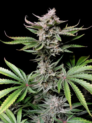 Cherry Cola Auto Samen Fast Buds 5. Stück