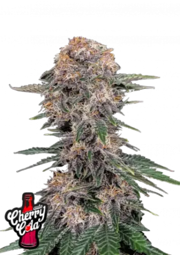 Cherry Cola Auto Samen Fast Buds 5. Stück