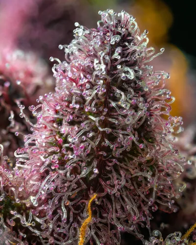Cherry Poppers Samen 3 Stück Barneys Farm