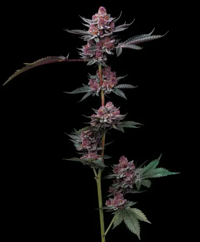 Cherry Poppers Samen 3 Stück Barneys Farm