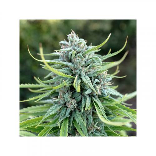 Durban Poison feminisiert Dutch Passion