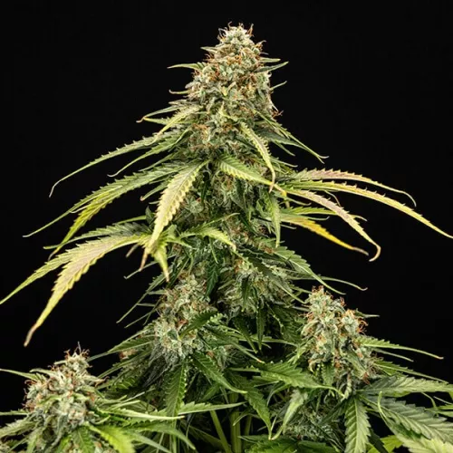 Epsilon F1 Samen  3.Stück Royal Queen Seeds