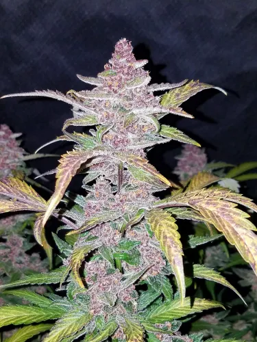 Fast Buds – Blackberry Automatic Samen 3 Stück