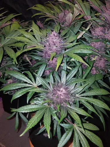 Fast Buds – Blackberry Automatic Samen 3 Stück
