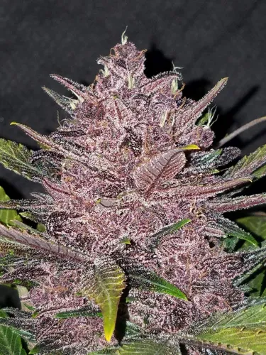 Fast Buds – Blackberry Automatic Samen 3 Stück