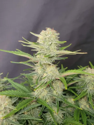 Fast Buds Hanfsamen Apricot Auto 3. Stück