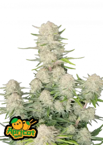 Fast Buds Hanfsamen Apricot Auto 3. Stück