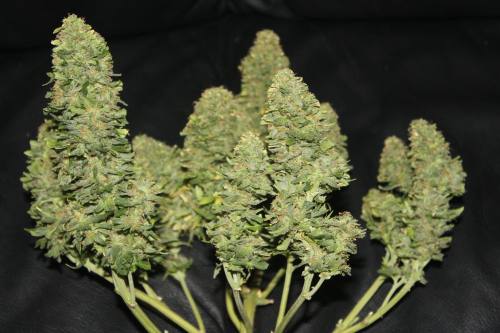 Fast Buds West Coast O.G. Auto Samen  5 Stück