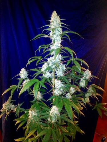 Fast Buds West Coast O.G. Auto Samen  5 Stück