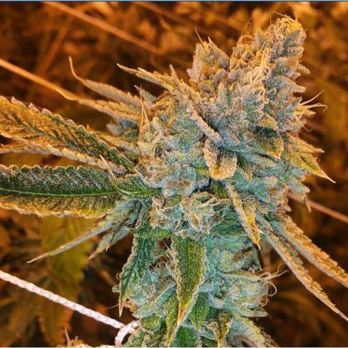Fast Buds West Coast O.G. Auto Samen  5 Stück