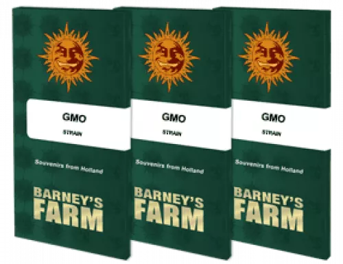 GMO Samen 3 Stück Barney's Farm