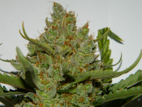 Fast Buds Green Crack Auto Samen 5 Stück