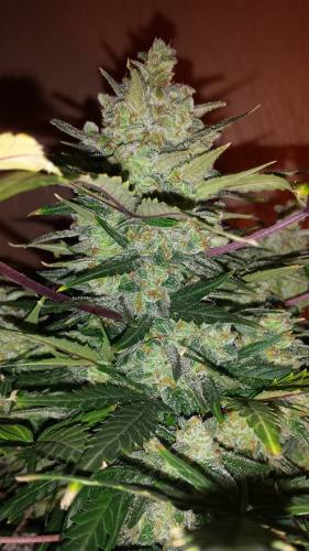 Fast Buds Green Crack Auto Samen 5 Stück