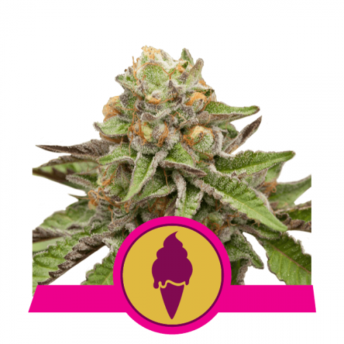 Green Gelato feminisiert Royal Queen Seeds