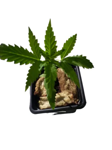 Mimosa Evo F1 Biker Kush Sämling
