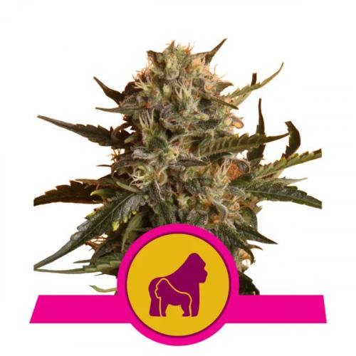 Mother Gorilla feminisiert Royal Queen Seeds