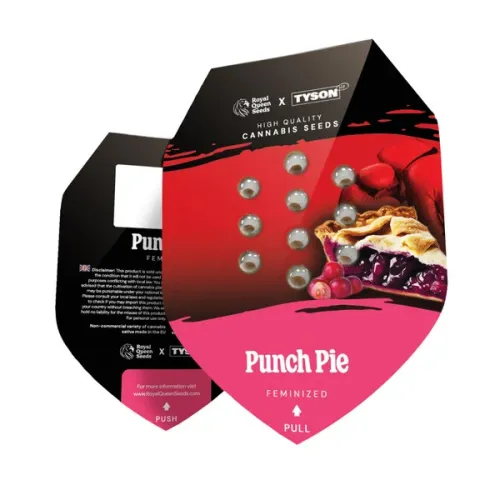 Punch Pie Samen 5 Stück