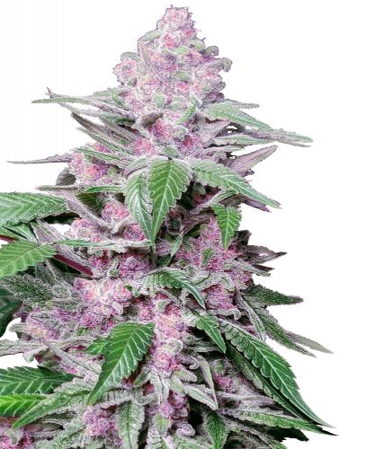 Purple Cookie Kush Feminisierte Hanfsamen