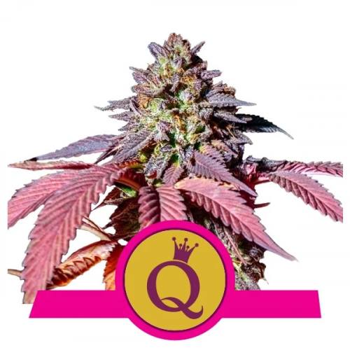Purple Queen feminisiert Royal Queen Seeds