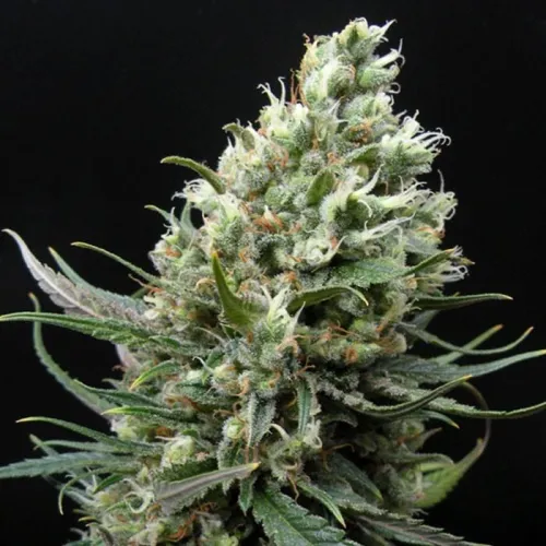Ripper Haze 3. Stück Samen