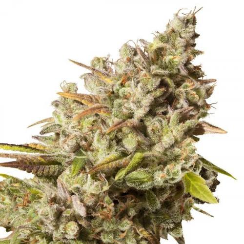 Royal Gorilla feminisiert Royal Queen Seeds 5 Stück