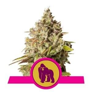 Royal Gorilla feminisiert Royal Queen Seeds