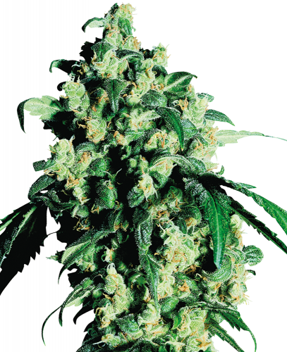 Super Skunk feminisiert Sensi Seeds