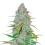 Californian Snow Auto 5 Samen Fast buds 42