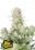 Fast Buds Hanfsamen Apricot Auto 3. Stück