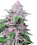 Purple Cookie Kush Feminisierte Hanfsamen