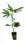 Super Lemon Haze - Green House Seeds Steckling