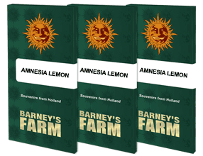 Amnesia Lemon 3 Stück