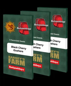 Black Cherry Gushers Samen 3 Stück