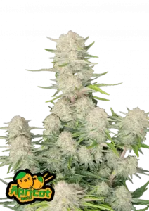Fast Buds Hanfsamen Apricot Auto...