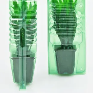 Pflanzenblister 10 Stück 17cm