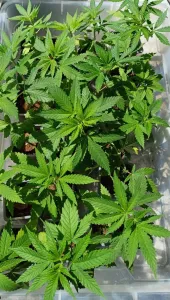 Purple Punch Auto Sämling