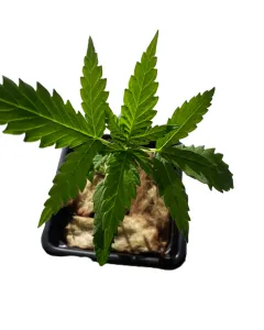 Purple Punch Auto Setzling